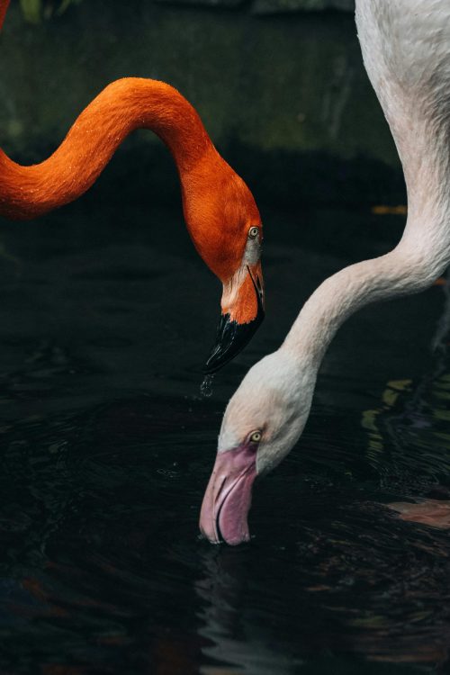 pexels jakobjin 31793390